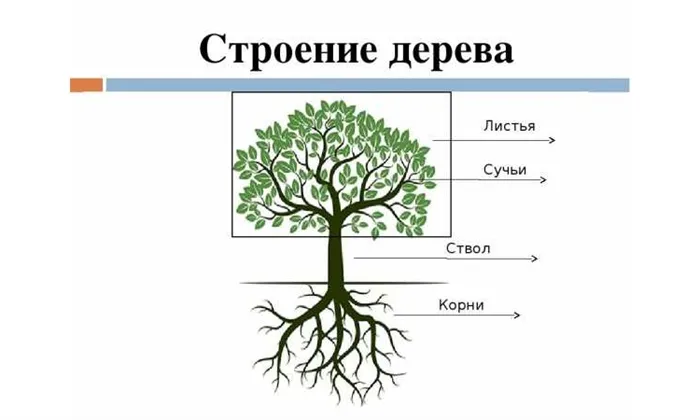 Чем отличаются деревья от кустарников 10