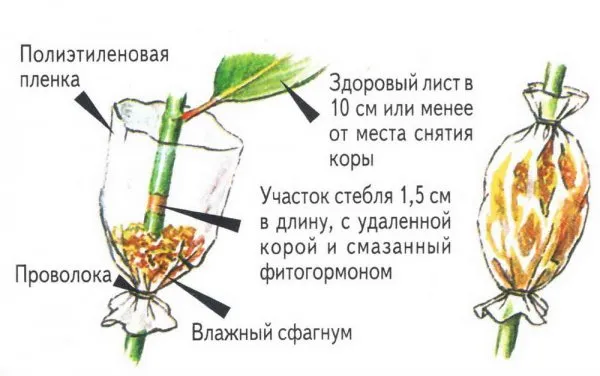 Воздушные отводки фикуса