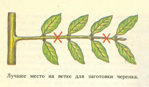 Процесс размножения фикуса черенками