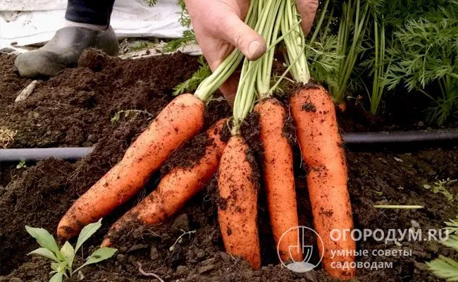 На получение достойного урожая также влияет выбор сортов и соблюдение агротехнических требований при выращивании