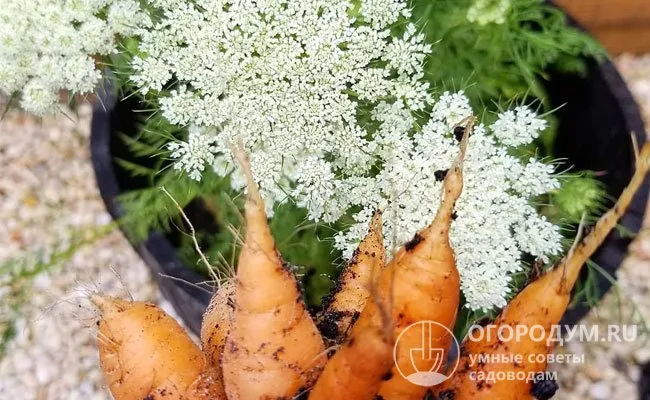 После каких овощей можно сеять морковь