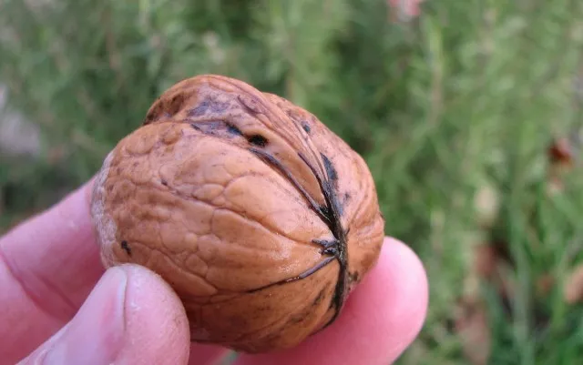 Грецкий орех (Juglans regia). Общий вид