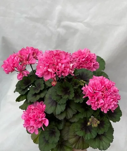 Соцсети блогера ___pelargonium___