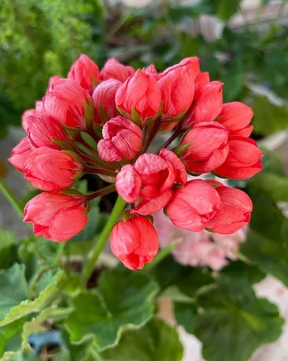 Соцсети блогера pelargonia_sewersk