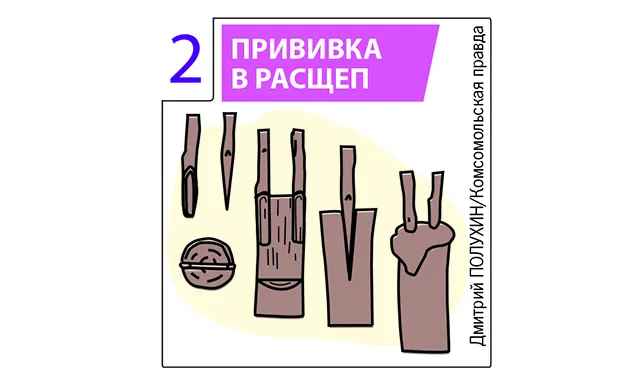 Прививка в расщеп