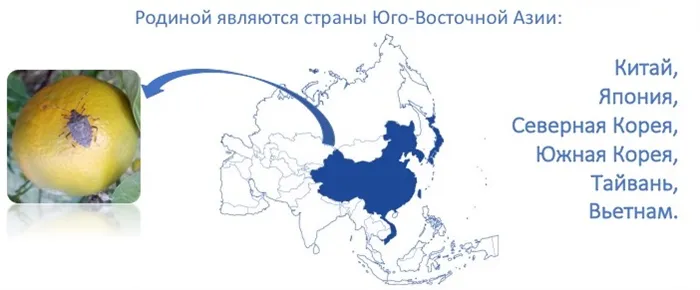 Как бороться с коричнево-мраморным клопом, надо ли от него избавляться?