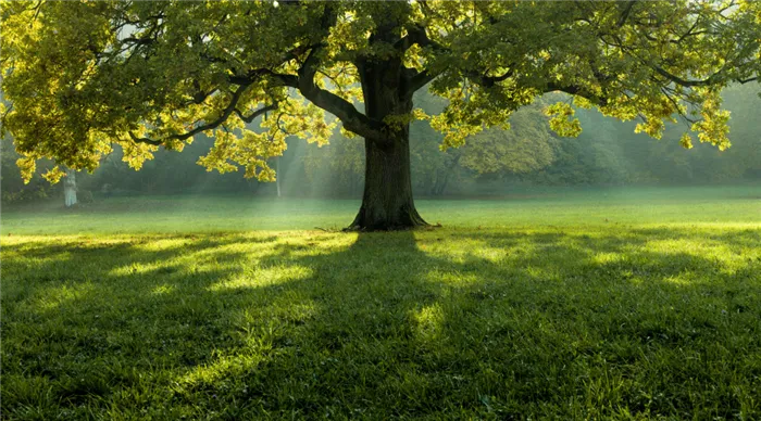 beautiful-tree-in-the-middle-of-a-field-covered-with-grass-with-the-tree-line-in-the-background.jpg