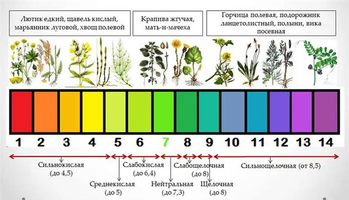 Таблица растений индикаторов почвы