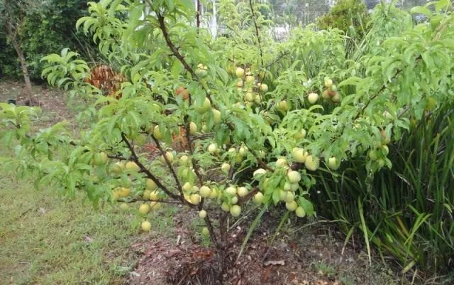 Слива домашняя (Prunus domestica)