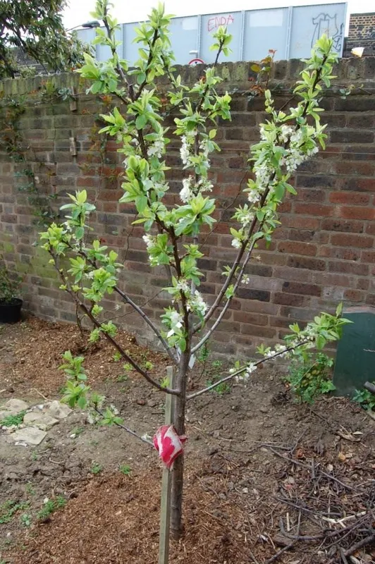 Слива домашняя (Prunus domestica)