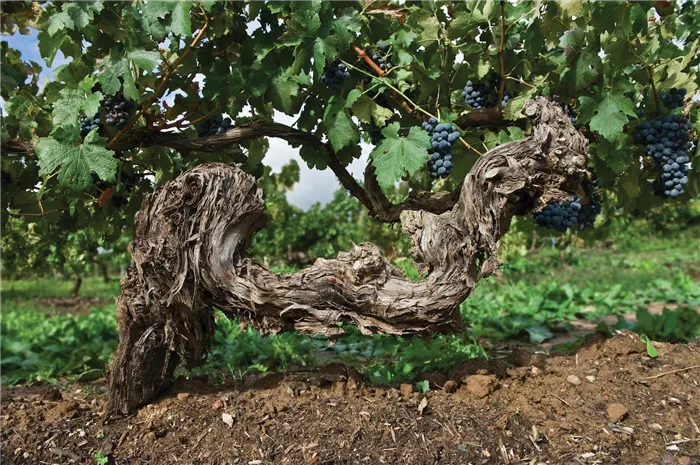 V KV_Block 42 Old VineS.jpg