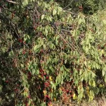 Облом ствола вишни под нагрузкой урожая