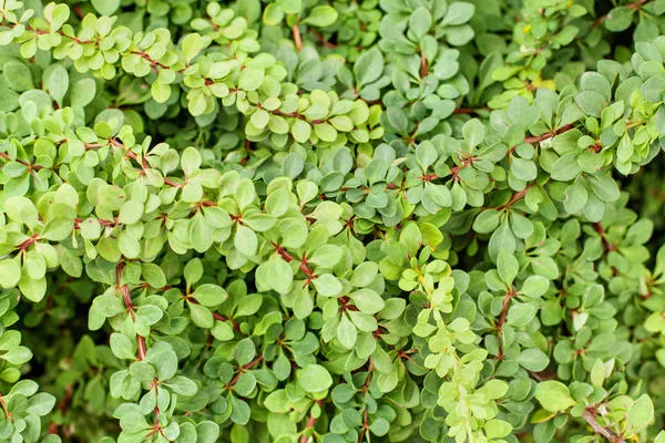 Барбарис Тунберга Green Carpet