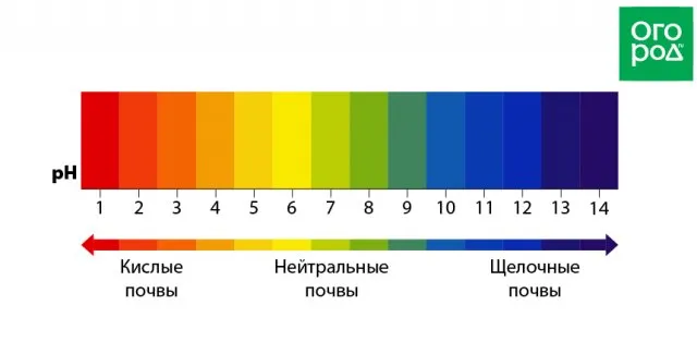 Способы раскисления почвы осенью: гипс