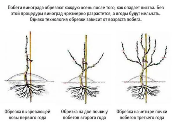 Написать отзыв о растении Виноград