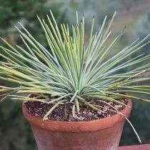 Агава сжатая (Agave stricta)