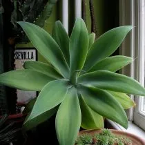 Агава оттянутая (Agave attenuata)