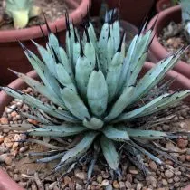 Агава широкоокаймленная (Agave macroacantha)