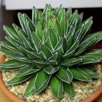 Агава королевы Виктории (Agave victoriae-reginae)