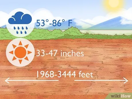 Step 1 Выберите солнечный климат с умеренными осадками.