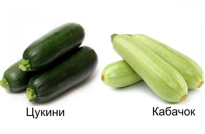 отличие кабачка от цукини