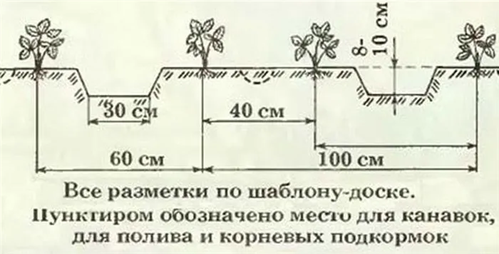 кустовой