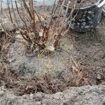 Поместите саженец в посадочную яму и хорошо пролейте водой