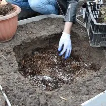 Подготовьте яму, насыпьте на дно хвойный опад, внесите удобрения, затем засыпьте слой компоста