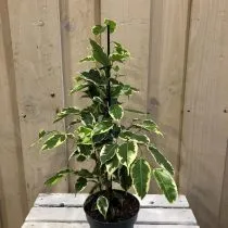 Фикус бенджамина (Ficus benjamina), сорт Саманта (Samantha)