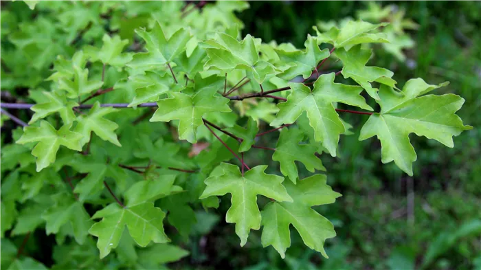 Клен полевой, или Клён равнинный, или Неклён полевой (Acer campestre). Фото Горошкевича С.Н.