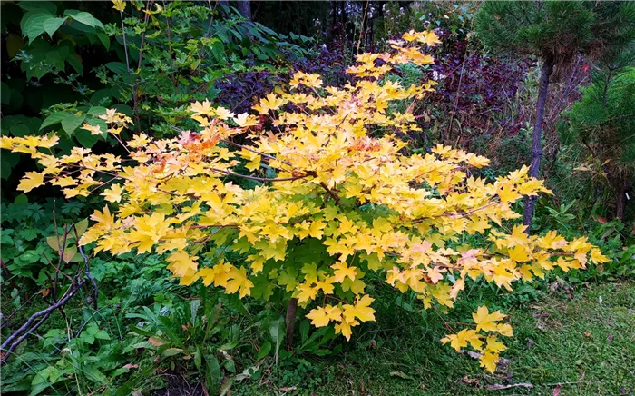 Клен полевой, или Клён равнинный, или Неклён полевой (Acer campestre). Фото Горошкевича С.Н.